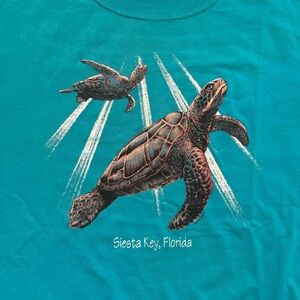 Siesta Key Sea Turtles 🐢